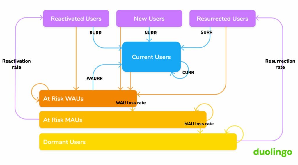 Duolingo growth model